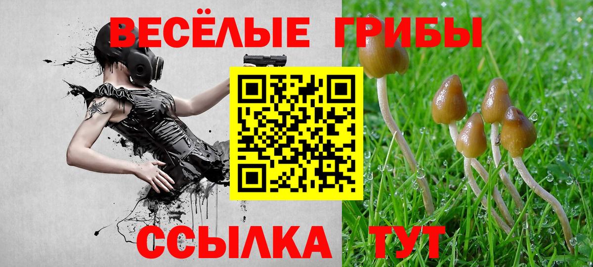 Галлюциногенные грибы Psilocybe  Березники 